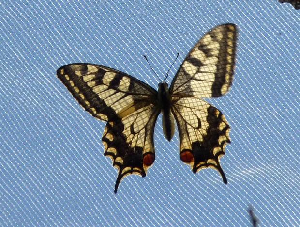 Borboleta-cauda-de-andorinha