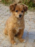 Cães