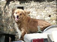 Controle o peso do seu cão