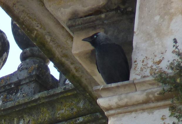 Gralha-de-nuca-cinzenta