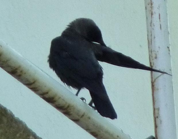 Gralha-de-nuca-cinzenta