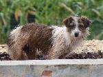 Cães