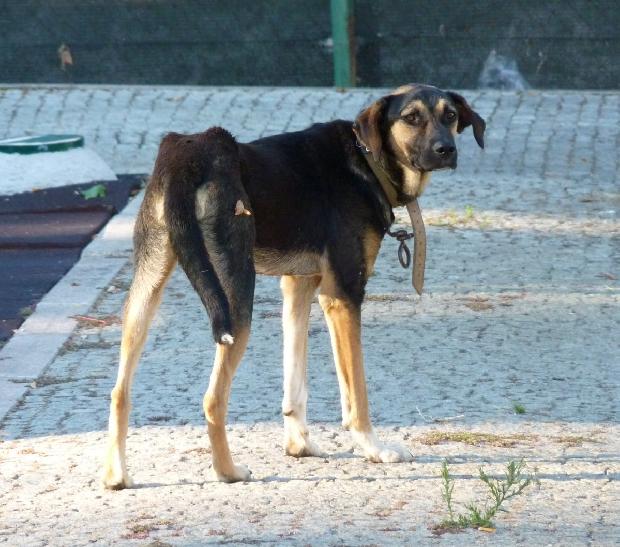 Cão abandonado