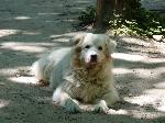 Cães