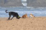 Petição pede praia onde cães possam estar para o Algarve