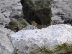 Aves