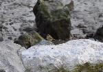 Aves