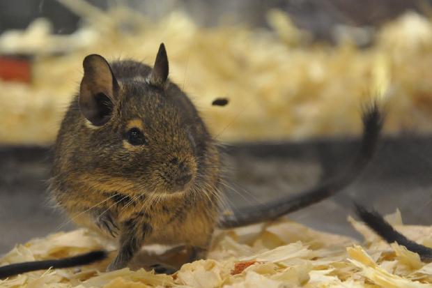 Degu