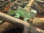 Basilisco-verde <i>(Basiliscus plumifrons)</i>