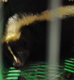 Animais selvagens
