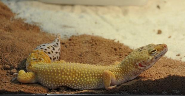 Geco-leopardo