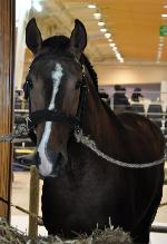 Cavalos