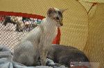 Gatos