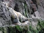 Aves