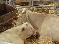 Vacas Blonde D`Aquitaine
