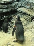 Pinguins