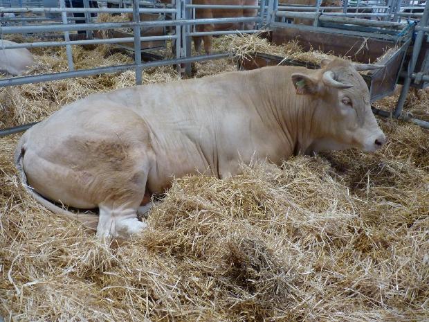 Vaca Blonde D`Aquitaine