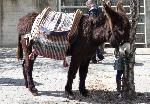 Burro-Mirandês