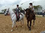 Cavalos