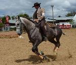 Cavalos