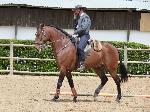 Cavalos