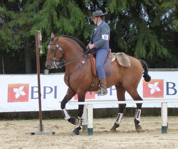 Prova de Equitação de Trabalho - Ovibeja 2012