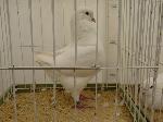 Aves