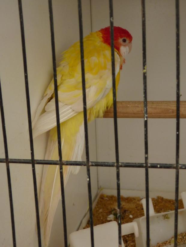 Rosela