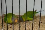 Aves