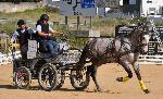 Cavalos