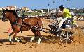 Atrelagem 1 cavalo - Porto Salvo 2012