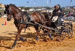 Cavalos