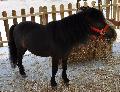 Ponei Mini Shetland