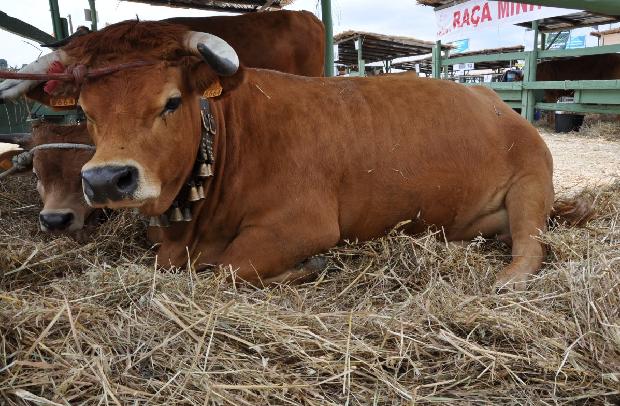 Vaca Arouquesa