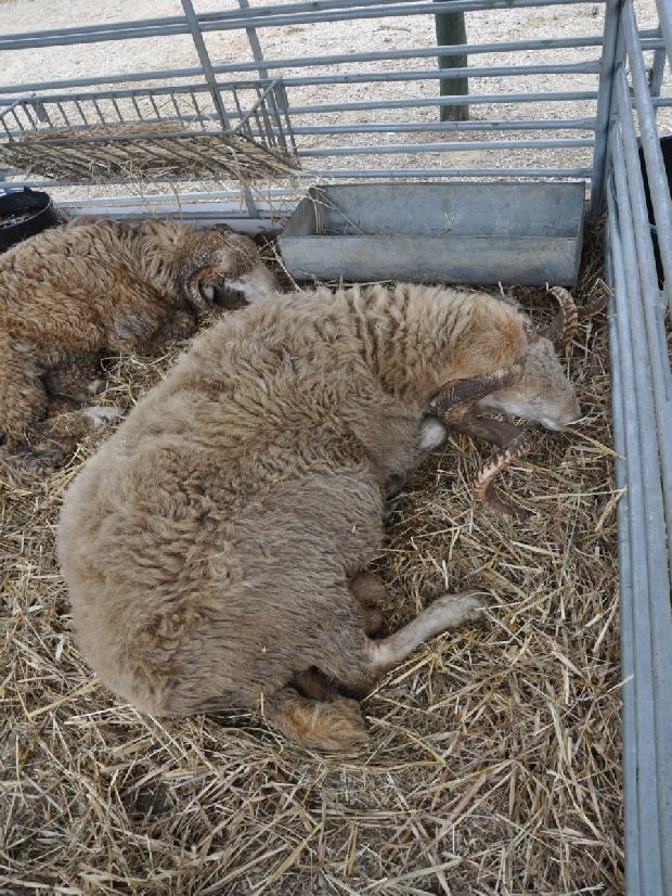 Ovelha Churra Terra Quente