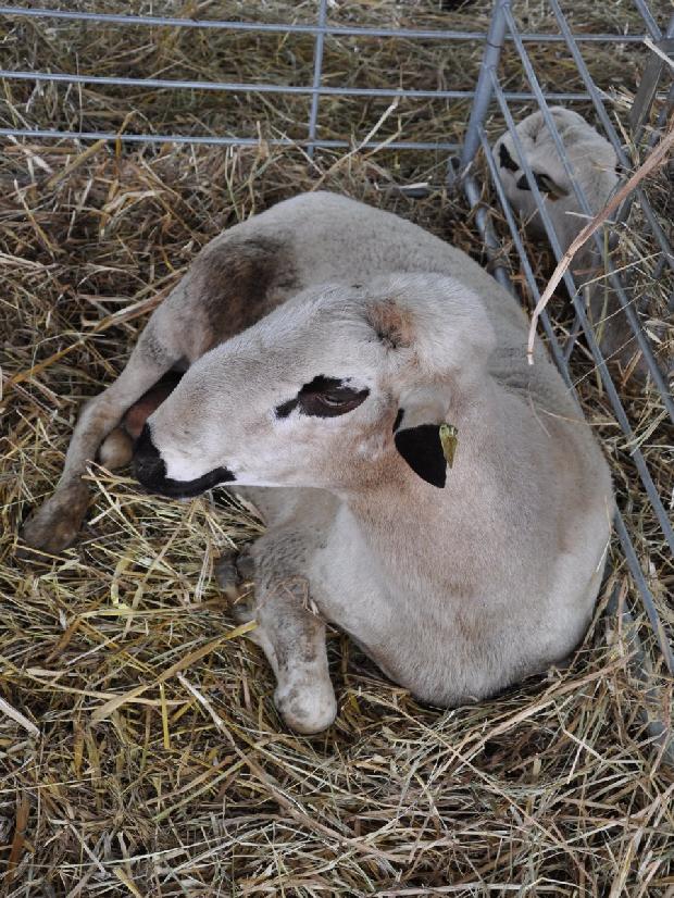 Ovelha Churra Galega Bragançana