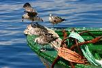 Aves