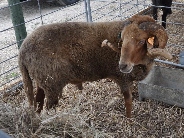 Ovelha Churra Badana