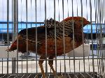 Aves