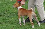 Cães