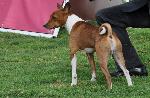 Cães