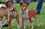 Basenji