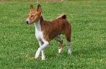 Cães