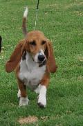 Basset Artesian Normand