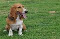 Basset Artesian Normand