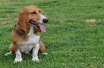 Cães