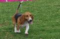 Basset Artesian Normand