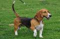 Basset Artesian Normand