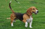 Cães