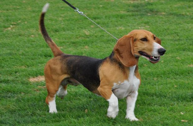 Basset Artesian Normand